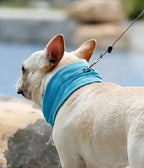 Cooling Neck Wraps for Dogs