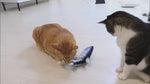 Electric Flopping Fish Cat Toy – Realistic Catnip Plush Toy for Cats thumbnail 1